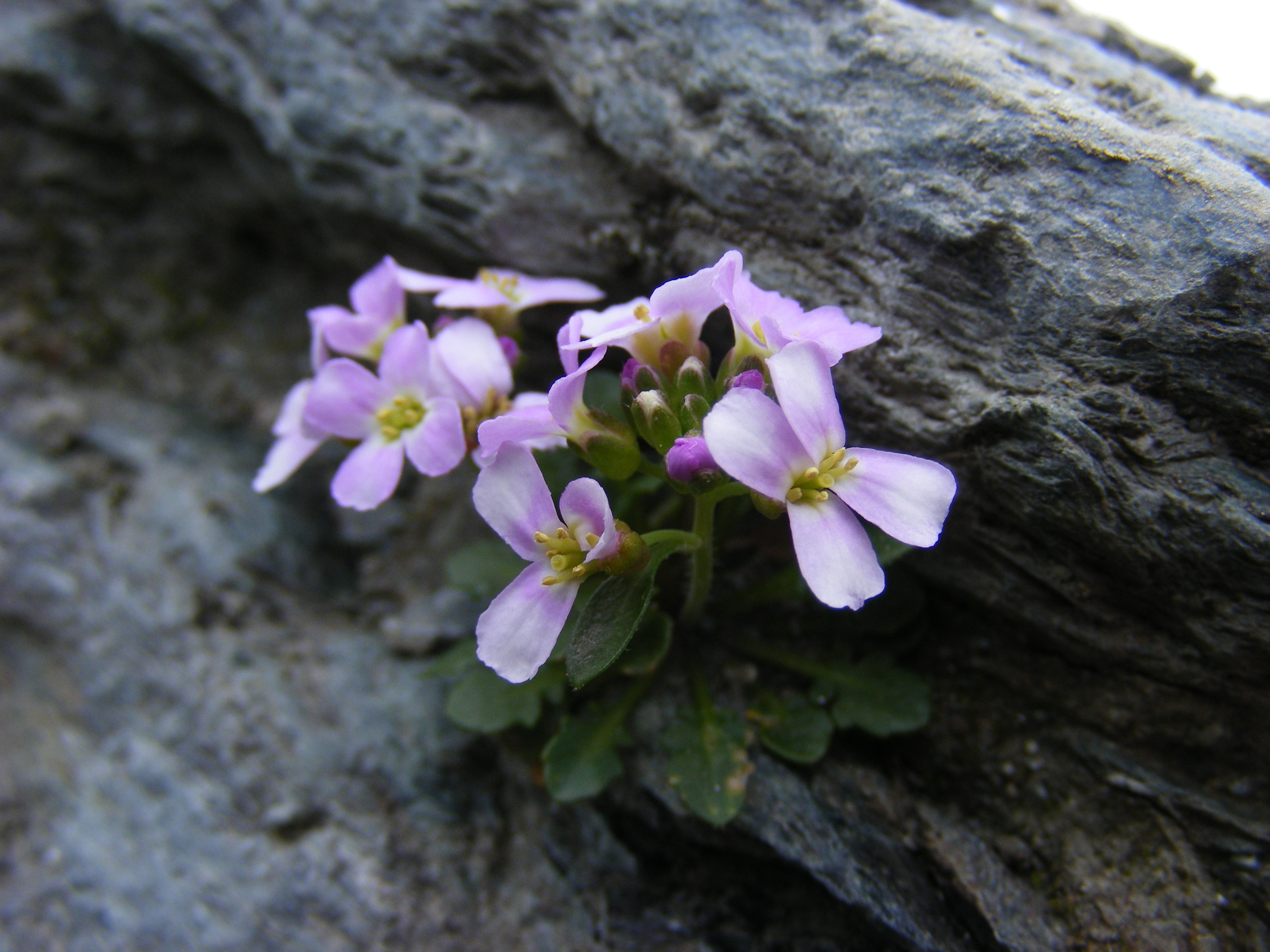 Arabidopsis arenosa flowers