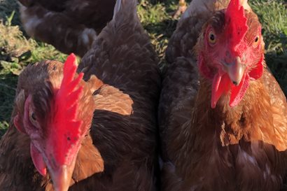 Chickens looking at a camera