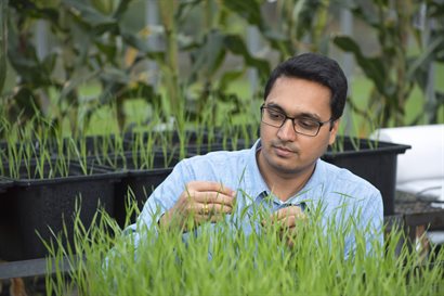 Rahul Bhosale in blue shirt inspecting young rice plant