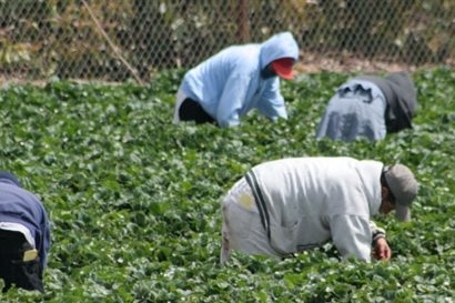 Workers picking plants in a field