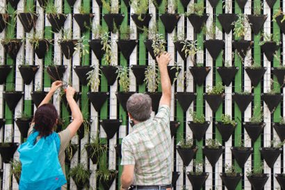 Wall of hanging plants, from which two people are harvesting