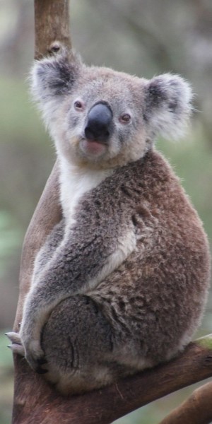 Image of a koala