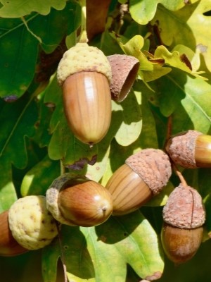 Acorns