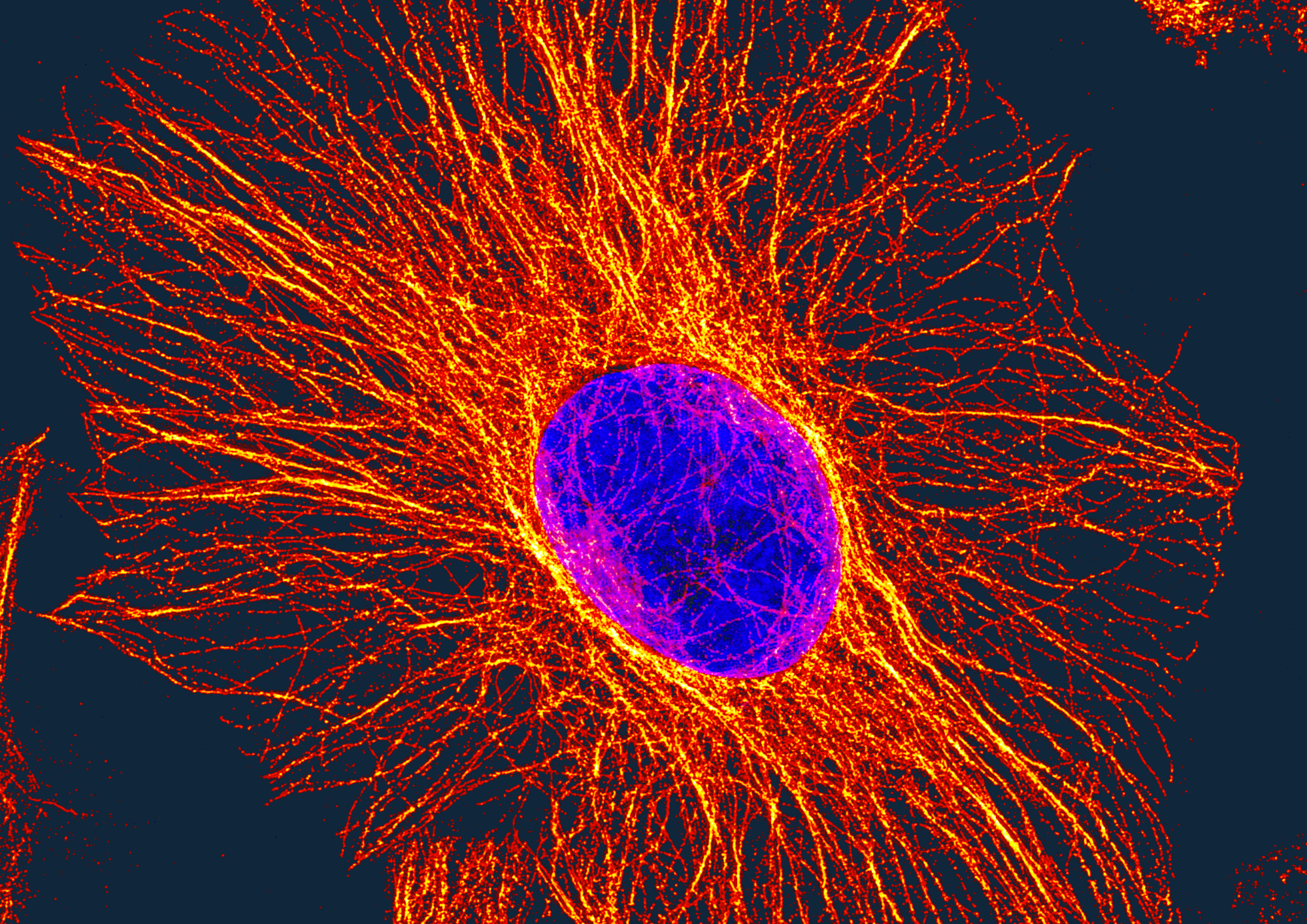 Biodiscovery Institute Brochure 2025