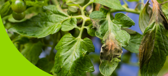 An arial view food supplies being transported by boat