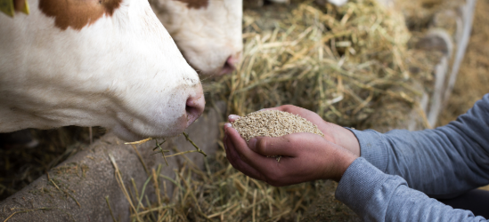 Cattle feeding on grass in carers hand