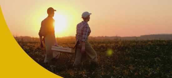 Two farmers carry a heavy box with vegetables across the field. Branded with FSI Equity Research illar with the Rebel's Gol;d colour HEX