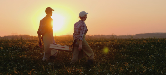 Farmes in the field at sunset