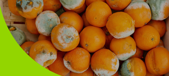 A rotting orange covered in mold. Damage to food in the warehouse.Branded with FSI sustainability colour of bramley apple