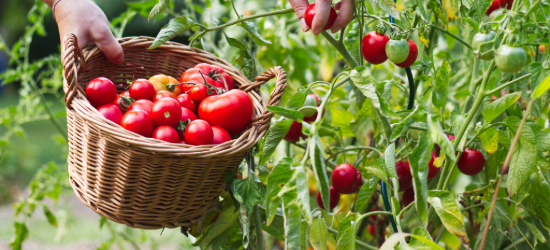 Farmer is harvesting tomatoes. Woman´s hands picking fresh tomatoes to wicker basket. Organic garden