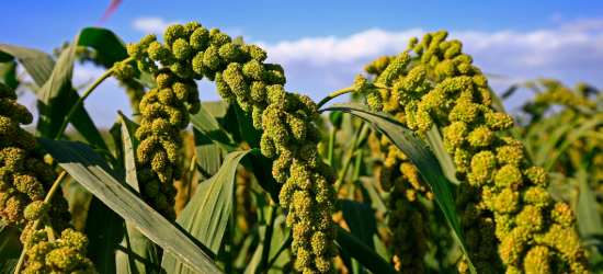 Guillermina in the field