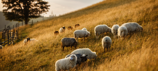 An infected and dry plant