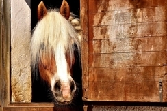 Horse's face poking out of a stable