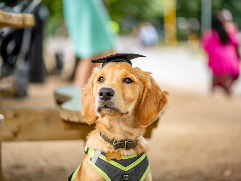Photograph of a dog wearing a graduation cap