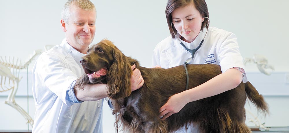 Female postgraduate student checking a dog's heartrate with supervisor