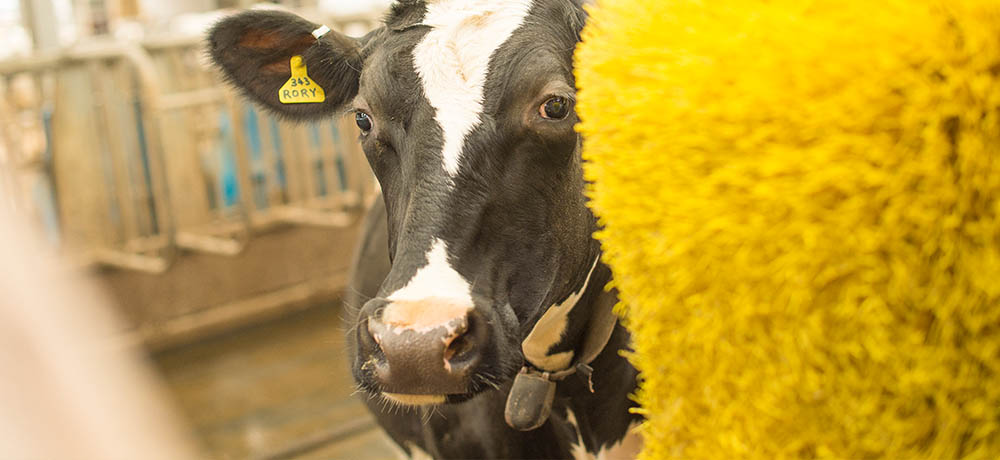 Cows in the Dairy Centre, School of Biosciences, Sutton Bonington