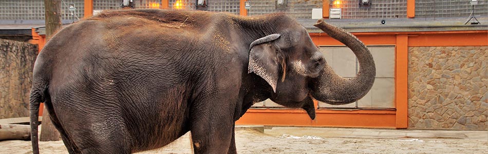 Side view of a captive elephant in a zoo enclosure