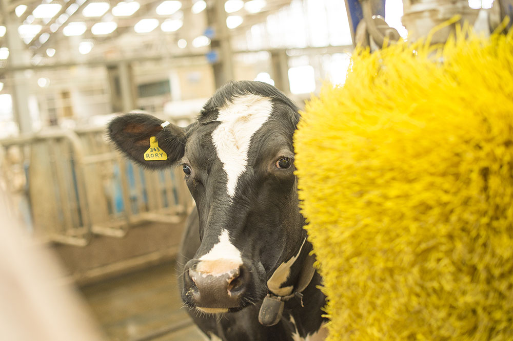 Cattle at the Centre for Dairy Science Innovation