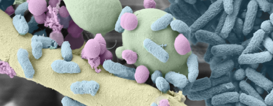Polymicrobial biofilm