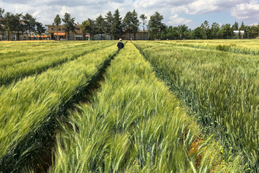 Field with durum wheat
